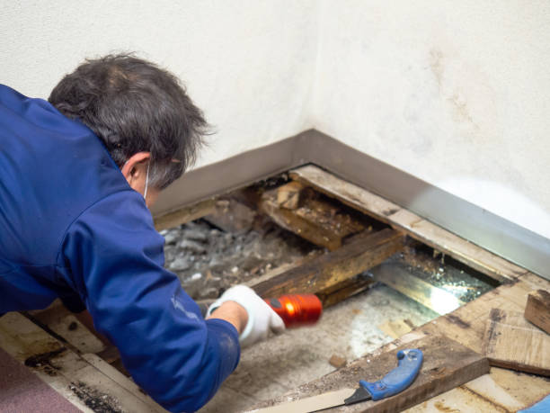 Best Attic Mold Remediation in Wahese, NC