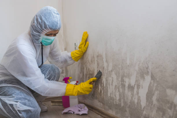 Best Basement Mold Remediation in Wahese, NC