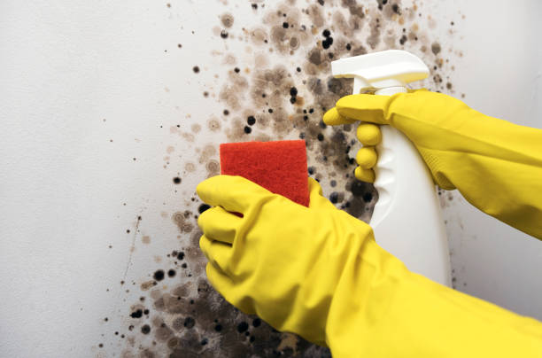 Best Insurance-Related Mold Remediation in Wahese, NC