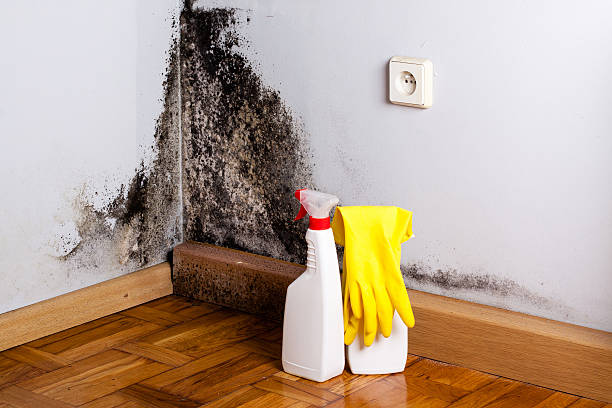 Best Emergency Mold Remediation in Wahese, NC